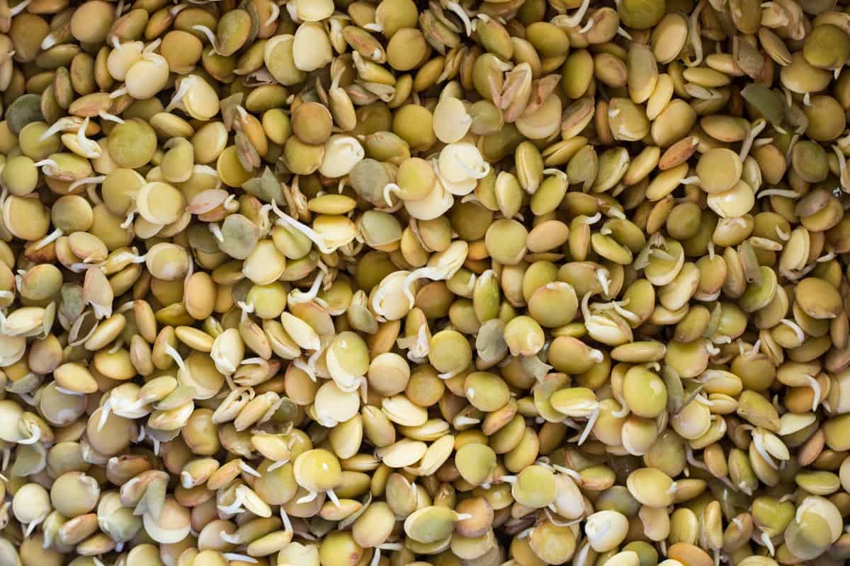 Green sprouted lentils