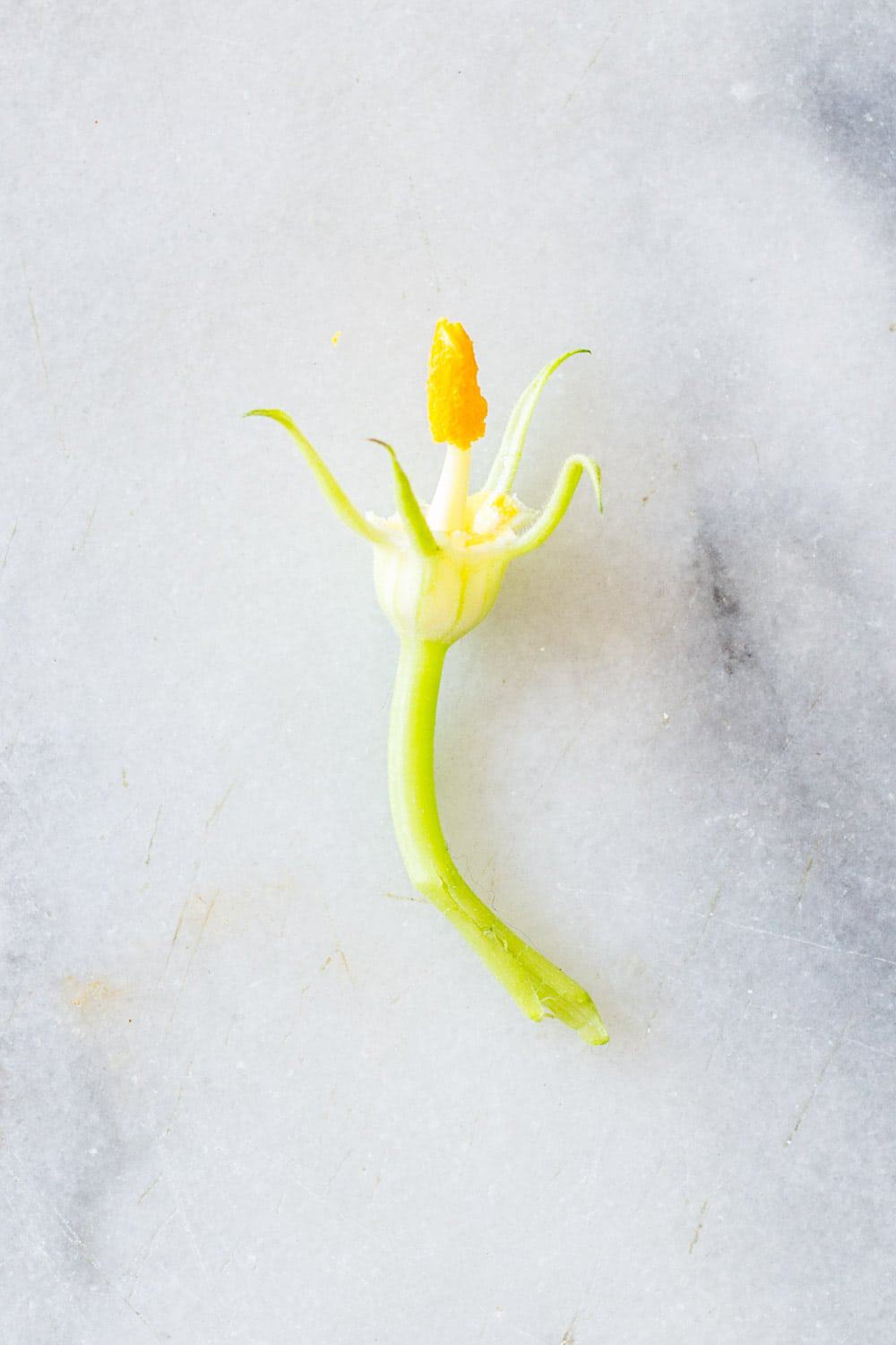 A single open Squash Blossom on a marble surface.