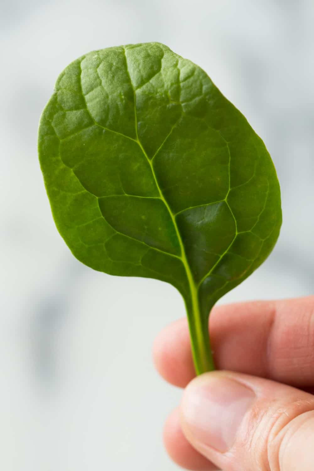 Close up of a hand holding a single baby spinach leaf. 